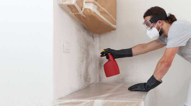 Basement Mold Remediation treatment on basement walls in Millmont